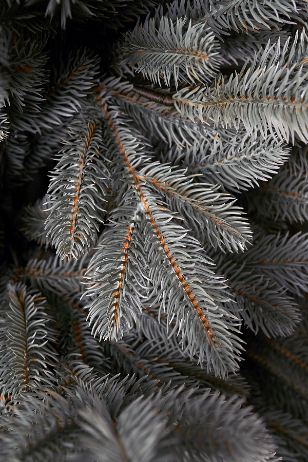 Ель литая Сочинская голубая