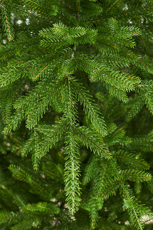 Ель литая с шишками Лесная Фея