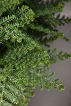 Шар искусственный Лацио