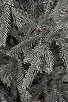 Ель литая Вяземская голубая