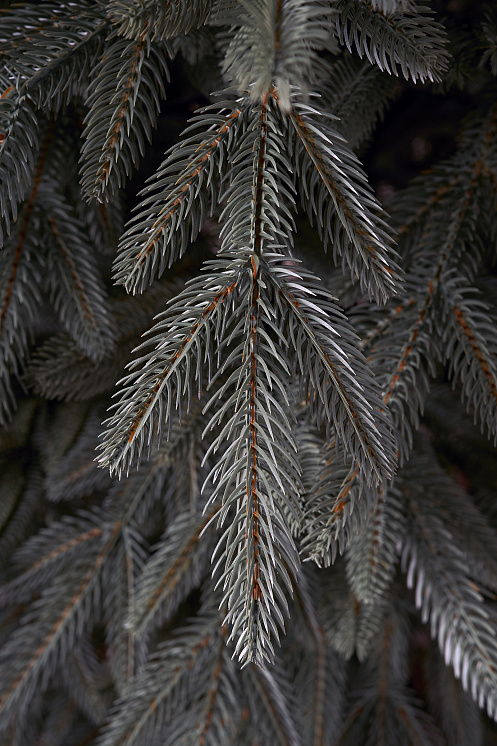 Ель искусственная литая Ставропольская голубая