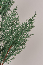 Ветка туи искусственная