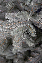 Ель искусственная литая Тверская голубая