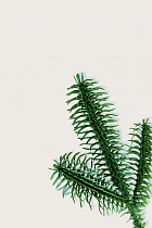 Ветка литая Нобилис МК L-171 № 52