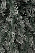 Ель искусственная Датская голубая