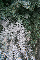 Ель искусственная Фиджи иней