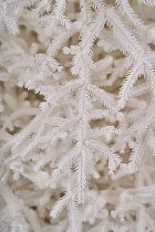 Ель искусственная литая Арко белая