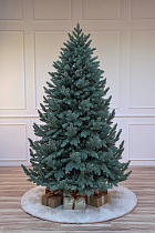 Ель литая Сочинская голубая