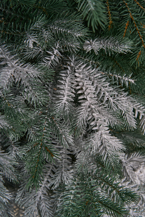 Ель искусственная Аркадия иней