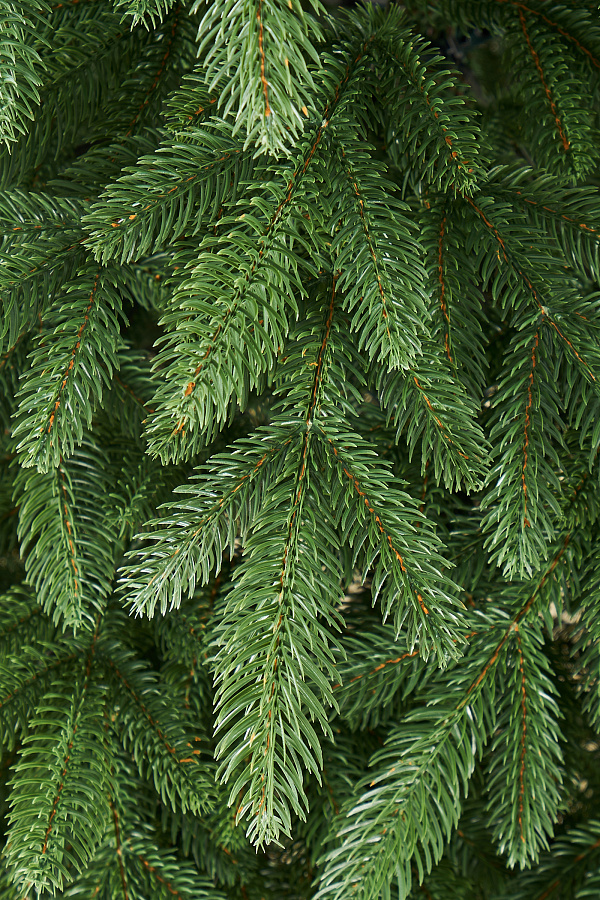 Ель искусственная литая Романовская