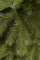 Ель искусственная литая Швейцарская