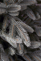 Ель искусственная литая Самарская голубая