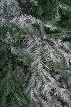 Ель искусственная Аркадия иней