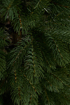 Ель литая Горная Шория