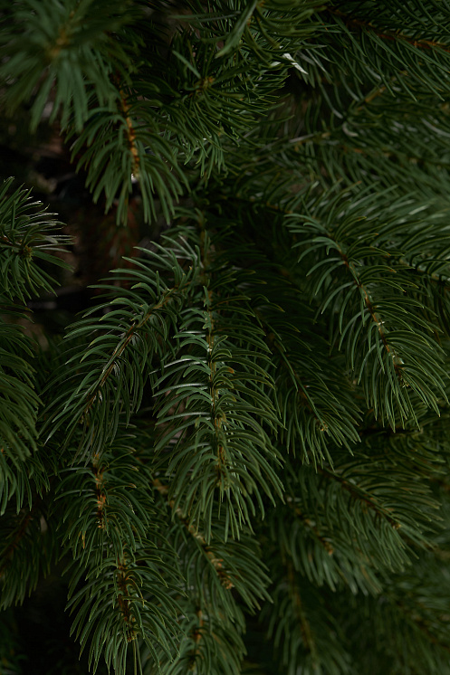 Ель литая Горная Шория