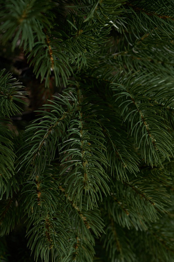 Ель литая Горная Шория