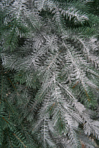 Ель искусственная Аркадия иней