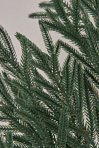 Лапа еловая искусственная