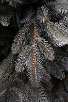 Ель литая Сочинская голубая