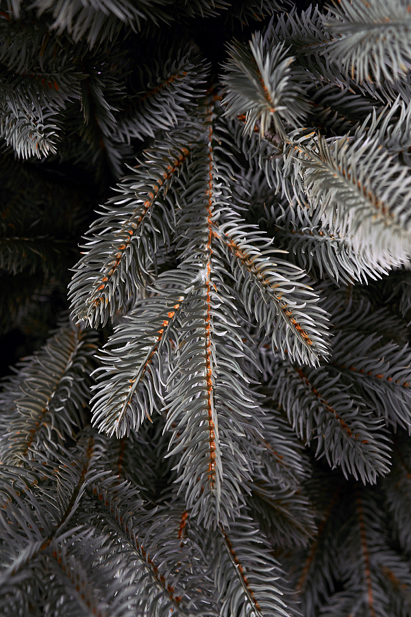 Ель литая Сочинская голубая