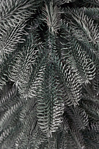 Ель литая Нобилис голубая