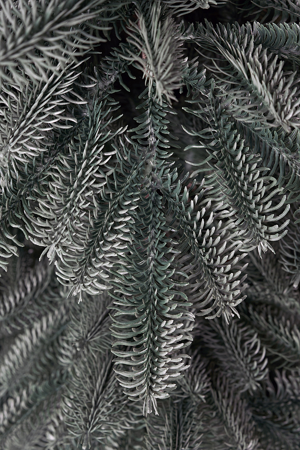 Ель литая Нобилис голубая