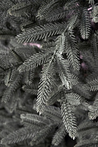 Ель искусственная литая Испанская голубая