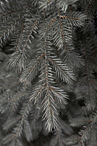 Ель искусственная литая Мурманская голубая