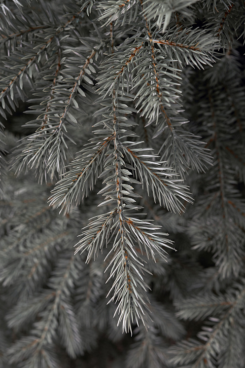 Ель искусственная литая Мурманская голубая