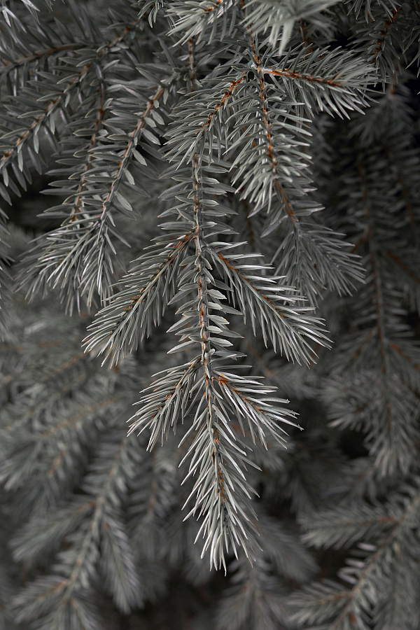 Ель искусственная литая Мурманская голубая