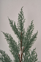 Ветка туи искусственная