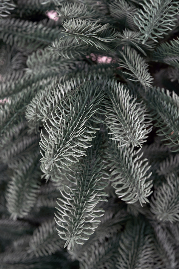 Ель литая Нобилис голубая