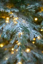 Ель Мурманская с лампочками иней