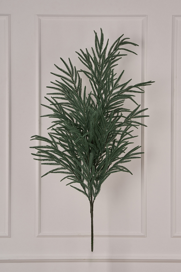 Лапа хвои Южная