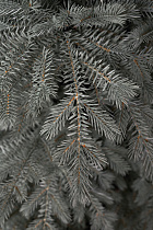 Ель искусственная литая Мурманская голубая