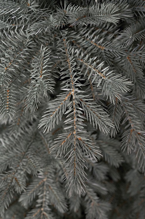 Ель искусственная литая Мурманская голубая