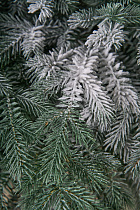 Ель искусственная Фиджи иней