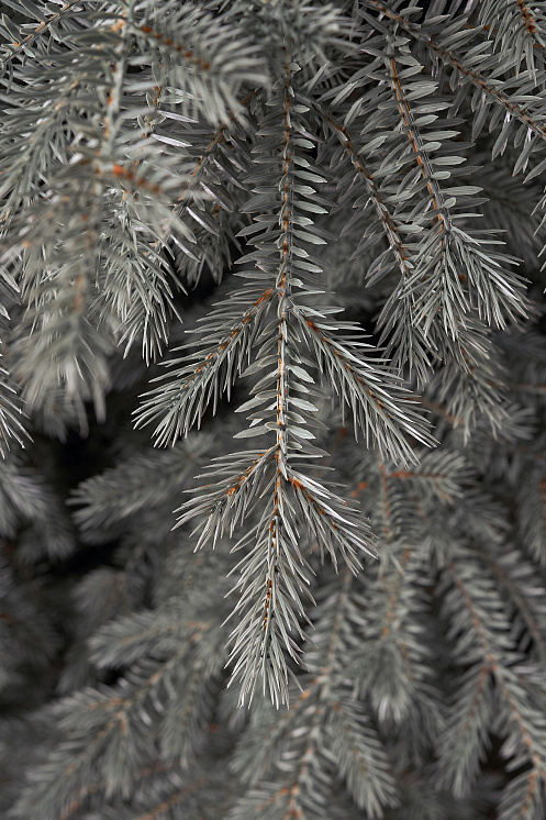 Ель искусственная литая Мурманская голубая