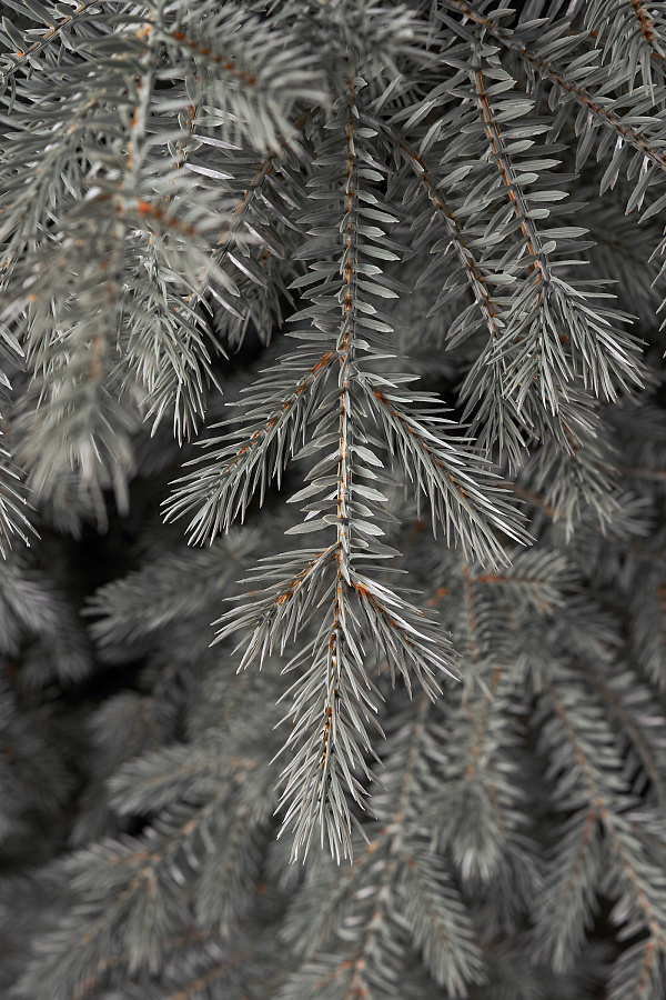 Ель искусственная литая Мурманская голубая