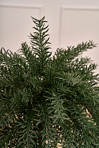Ель настольная Плакучая
