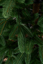 Елка литая Лозанна