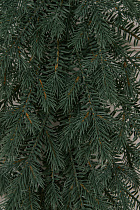 Гирлянда рождественская Мурманская