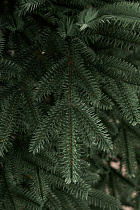 Ель искусственная литая Сударыня