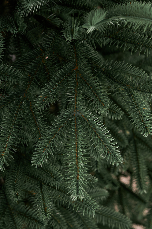 Ель искусственная литая Сударыня