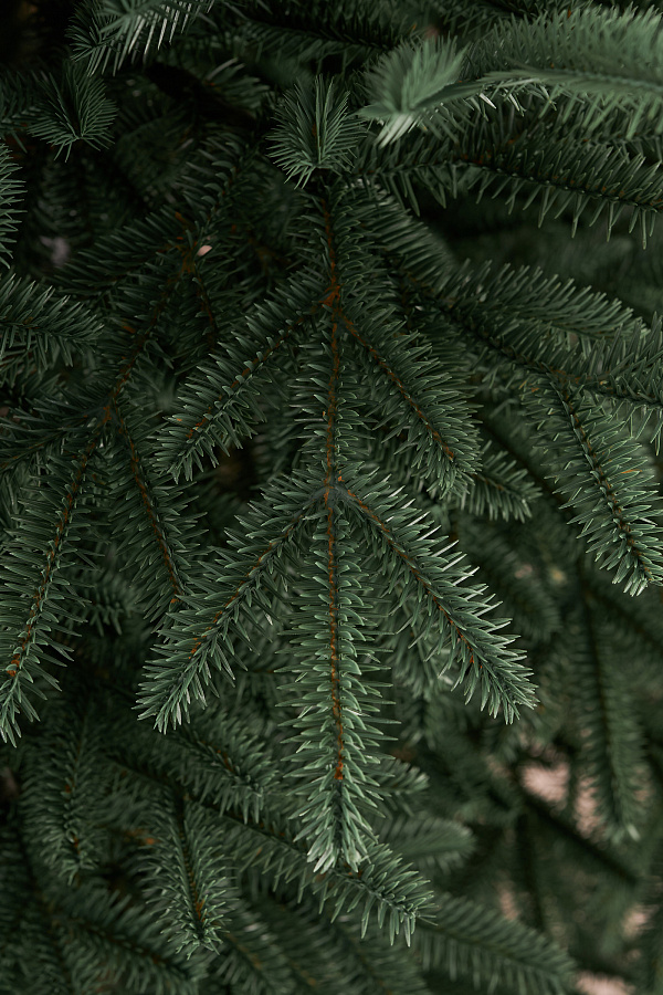 Ель искусственная литая Сударыня