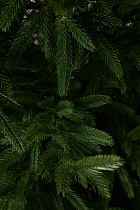 Ель литая Вяземская