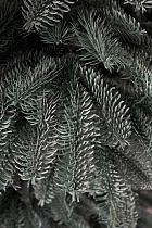 Ель литая Нобилис голубая