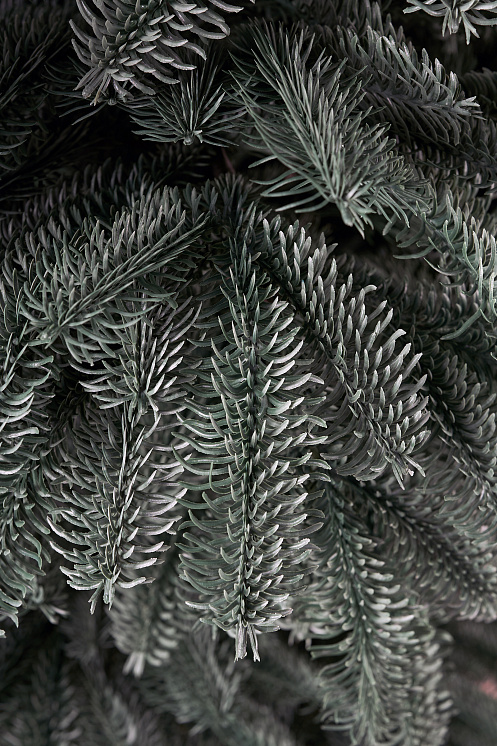 Ель литая Нобилис голубая