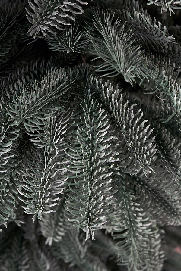 Ель литая Нобилис голубая