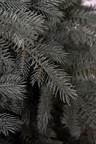 Ель искусственная литая Мурманская голубая